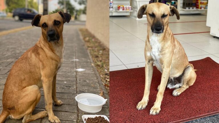 Caramelo “Costelinha”, resgatado em Fortaleza, foi adotado por família da Suíça. Veja essa história 2 caramelo costelinha adotado 1