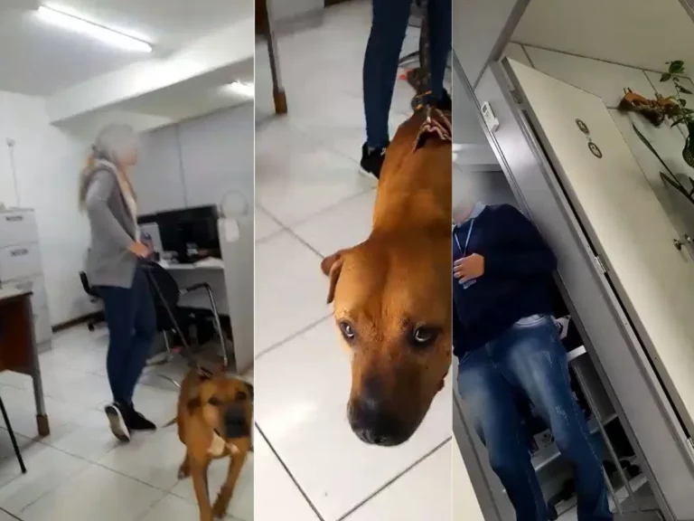 Pitbulls vítimas de maus-tratos voltam a ser abandonados e situação provoca nova ocorrência em SC. Veja aqui. 1 pitbulls microchipadas pela prefeitura e depois abandonadas sao devolvidas a secretaria que reage com bo contra protetoras que as resgataram.jpg