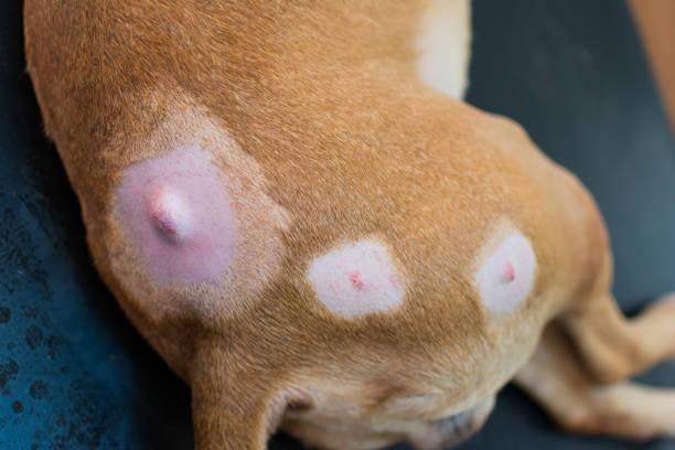 sintomas do cisto sebaceo em caes 24808 2 orig