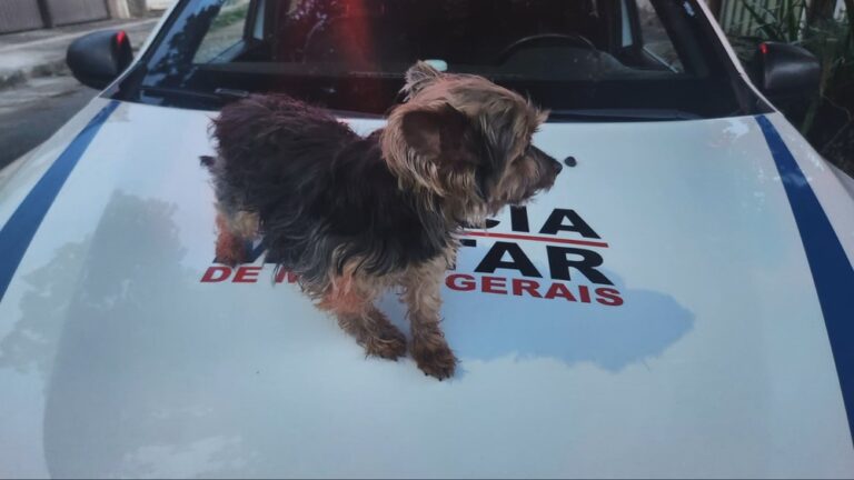 Mulher é presa após roubar cachorro de criança em Belo Horizonte; câmeras registram a ação. Veja o vídeo! 1 v imagens cachorro.transfer frame 195