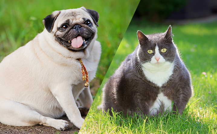 Empresa lança implante para perda de peso em pets: tecnologia ainda está em fase de testes. Veja aqui! 3 3 SOBREPESO