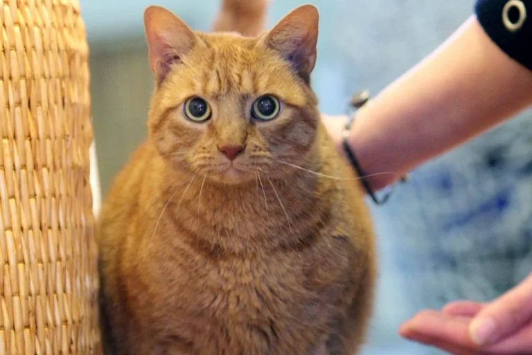 Empresa lança implante para perda de peso em pets: tecnologia ainda está em fase de testes. Veja aqui! 1 GettyImages 1731636710