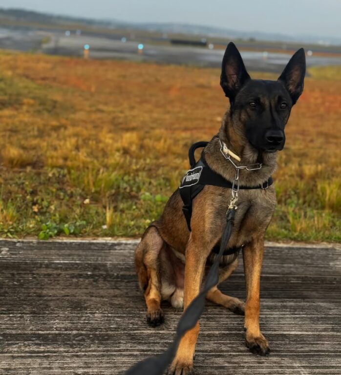 Cães farejadores da raça Pastor belga malinois encontram 1,3 tonelada de cocaína em BH: Conheça o Damon e Akan 3 Screenshot 20251209 181220 Chrome