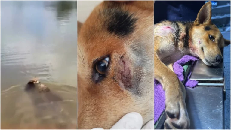 cidades lagoa santa mg jacare alfredo jacare lagoa santa 1765210701