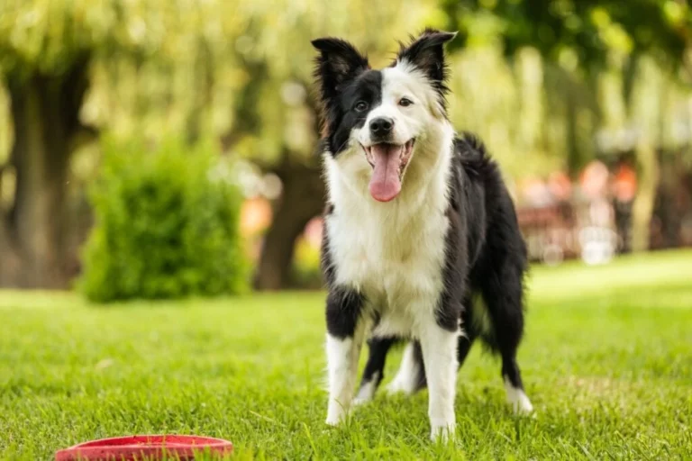 edicaseo border collie e considerado um dos caes mais inteligentes do mundo imagem arnoldpetersen shutterstock dnm4i7j