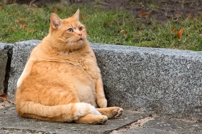 Empresa lança implante para perda de peso em pets: tecnologia ainda está em fase de testes. Veja aqui! 2 gato obeso causas e tratamento 24652 orig