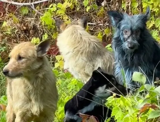 Cães azuis de Chernobyl: cientistas explicam o fenômeno dos cães azuis e afirmam que não existe mutação. Veja aqui 1 ground now catching dogs sterilisation 114295250
