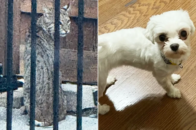 luna the dog bobcat 02 121125 1158b633ab7449f1b3b74f38452484ee